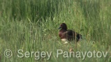 Video of Ferruginous Duck - Ferruginous Duck in early spring in shabla lake in nesting period